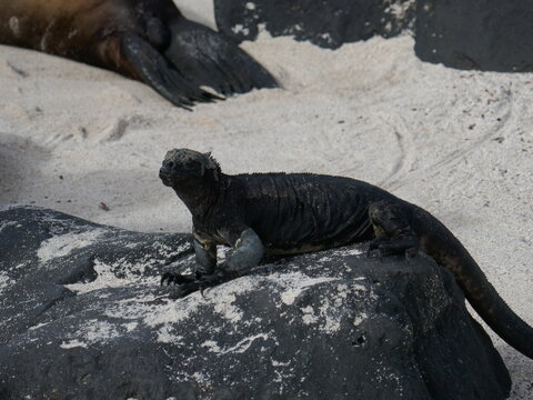 Volcanic rock on Galapagos Islands with marine iguana lizard resting