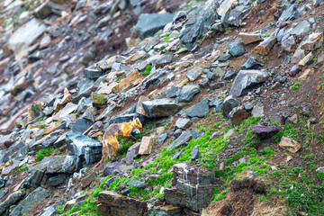 Fototapeta premium A red fox (Vulpes vulpes) with a blue egg in its mouth on a rocky slope.