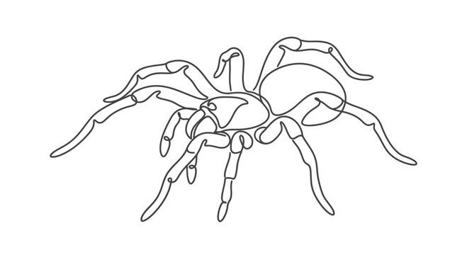 Minimalist single line drawing of a tarantula spider, isolated on white background, graphic art illustration.