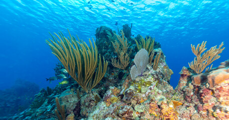 A vibrant coral reef teeming with fish and sea fans in clear blue ocean water. © Pete Niesen Photo
