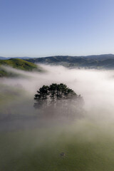 Naklejka premium Morning mist blankets the rolling green hills and a grove of pine trees in the serene rural countryside of Waikato, New Zealand.