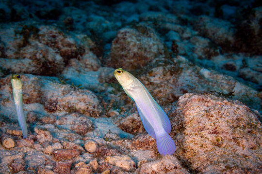 A pair of elegant wrasse fish swim near the seabed.