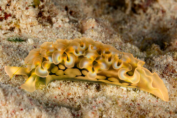 Nudibranch (Phyllodesmium magnum) on sandy seabed. © Pete Niesen Photo