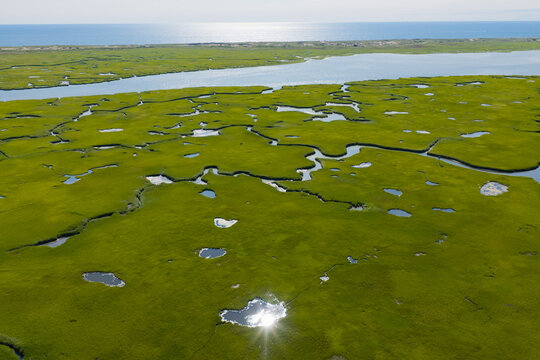 Narrow channels meander through a beautiful, sunlit salt marsh in Pleasant Bay, Cape Cod. Marshes provide critical habitat for many birds, fish, and marine invertebrates to feed, mate, and nest.