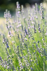 Obraz premium Lavender Flowers in Sunlit Green Meadow