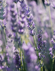 Obraz premium Lavender Stems in Soft Purple Garden Bokeh