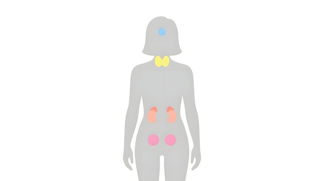 Minimalist vector illustration of female endocrine system glands on white background.