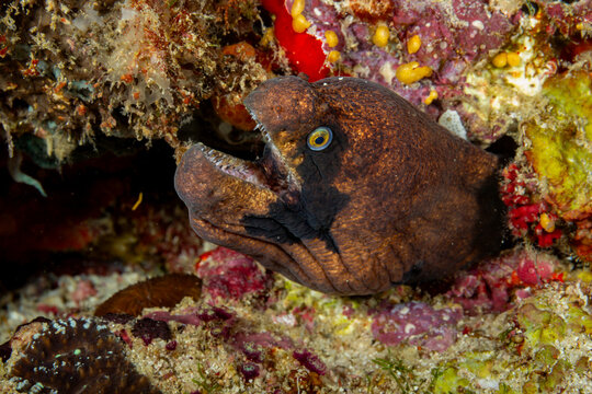 A moray eel (Gymnothorax unicolor) peeks out from its coral reef home.