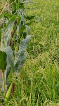 Close-up Vertical Shot of Corn and Paddy Rice Growing Together in Farm Field