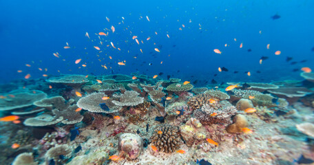 A vibrant coral reef teeming with small, colorful fish in clear blue ocean water. © Pete Niesen Photo
