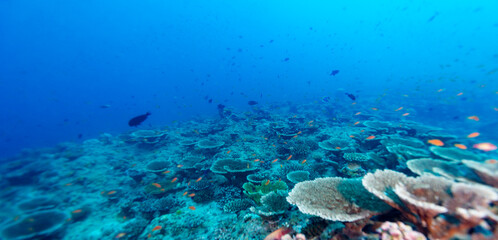 A vibrant coral reef teeming with small, colorful fish in clear blue ocean water. © Pete Niesen Photo