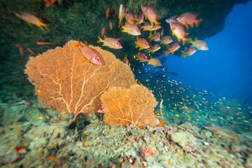 A school of squirrelfish (Holocentrus adscensionis) swim near a large orange sea fan on a coral reef. © Pete Niesen Photo