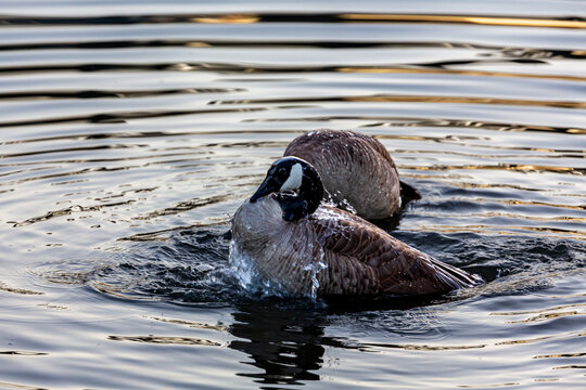 Canada Goose (Branta canadensis) splashes in the water.