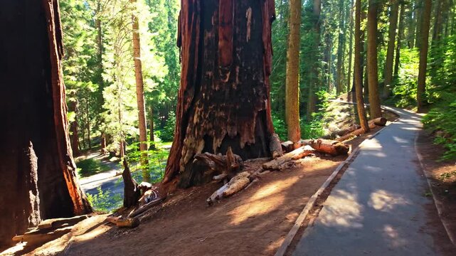 Golden sunset light bathes towering giant sequoias along the Big Trees Trail in Sequoia
