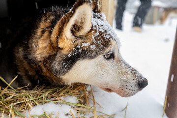 Dog sledding husky resting in his dog house during snow storm © Pete Niesen Photo