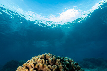 View from bottom up of beautiful coral head on tropical coral reef with blue water, sky and clouds above © Pete Niesen Photo