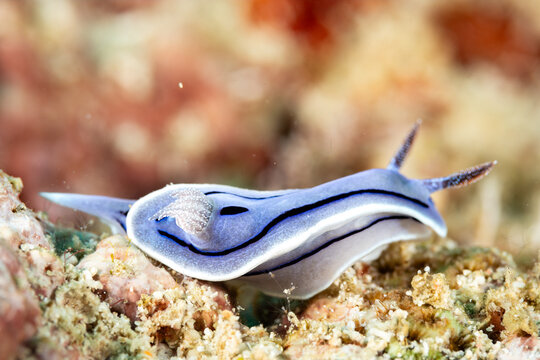 Macro view of colorful purple nudibranch, Nudibranchia, sea slug crawling along tropical coral reef