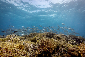 School of silver jack fish swim acoss top of colorful coral reef in clear blue tropical waters © Pete Niesen Photo