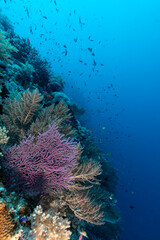 School of tropical fish swim around purple branching coral on tropical coral reef © Pete Niesen Photo