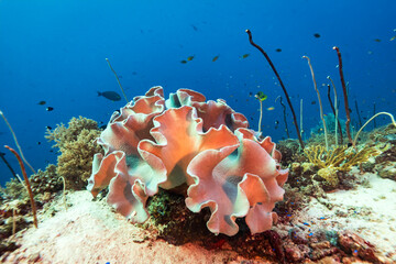 Healthy coral reef landscape with various hard corals © Pete Niesen Photo