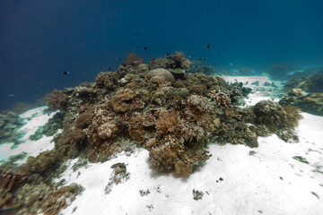 Colony of hard and soft corals grows in the white sands of a tropical coral reef © Pete Niesen Photo
