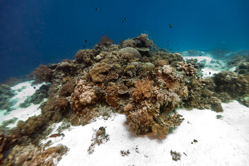 Colony of hard and soft corals grows in the white sands of a tropical coral reef © Pete Niesen Photo