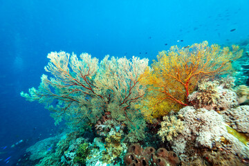 Giant colorful gorgonian sea fan corals spreads wide and feeds on plankton passing on currents over a  tropical coral reef © Pete Niesen Photo