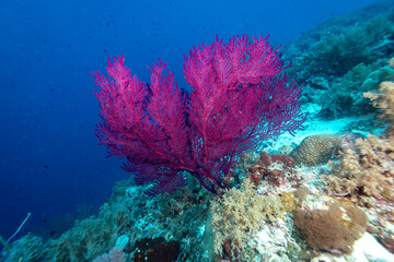 Giant colorful magenta gorgonian sea fan corals spreads wide and feeds on plankton passing on currents over a  tropical coral reef © Pete Niesen Photo