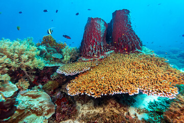 Healthy coral reef landscape with various hard corals © Pete Niesen Photo