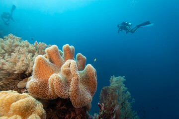 Group of scuba divers swim past a large toadstool leather coral, Sarcophyton glaucum, outcrop as they swim through blue tropical waters © Pete Niesen Photo