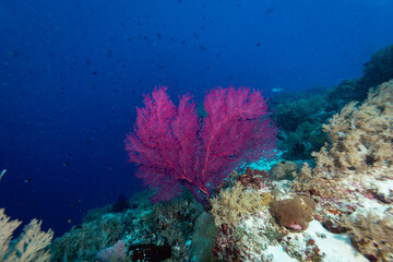 Giant colorful purple gorgonian sea fan corals spreads wide and feeds on plankton passing on currents over a tropical coral reef © Pete Niesen Photo