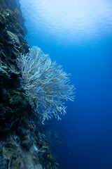 Giant colorful gorgonian sea fan corals spreads wide and feeds on plankton passing on currents over a  tropical coral reef © Pete Niesen Photo