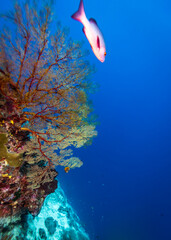 Healthy coral reef landscape with various hard corals © Pete Niesen Photo