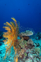 Healthy coral reef with giant gorgonian sea fan in clear blue tropical water © Pete Niesen Photo