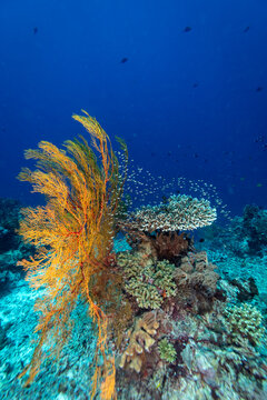 Healthy coral reef with giant gorgonian sea fan in clear blue tropical water
