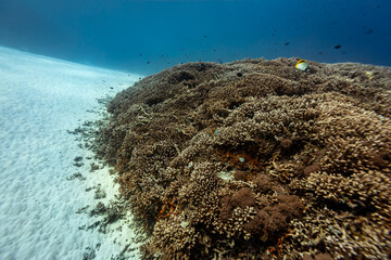 Healthy coral reef landscape with various hard corals © Pete Niesen Photo