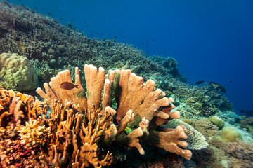 Healthy coral reef landscape with various hard corals © Pete Niesen Photo