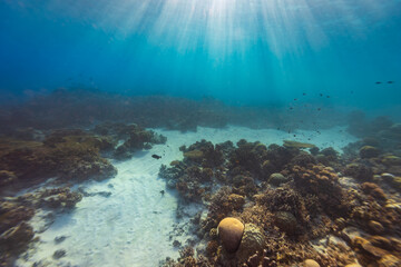 Healthy coral reef landscape with various hard corals © Pete Niesen Photo