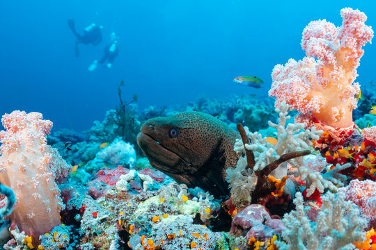 A giant moray eel (Gymnothorax javanicus) peers out from a coral reef as divers swim in the background.