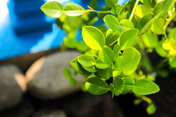Fresh green kaffir lime leaves on branch with natural sunlight and blurred background © Ramadhan