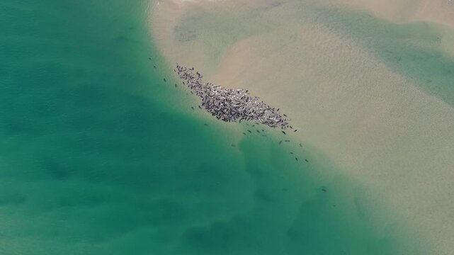 A small grey seal colony is seen near a dynamic tidal inlet connecting Pleasant Bay, Cape Cod, MA, to the Altantic Ocean. Currents are continuously shaping the beaches, channels, and sandbars here.