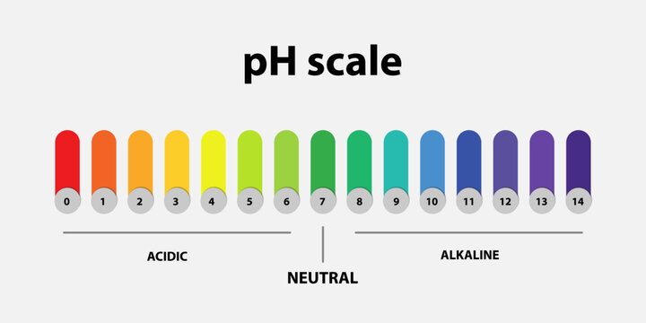 Ph scale chart indicator diagram value. Alkaline, neutral, acidic solution