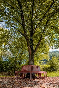 Circular wooden bench around a large green tree