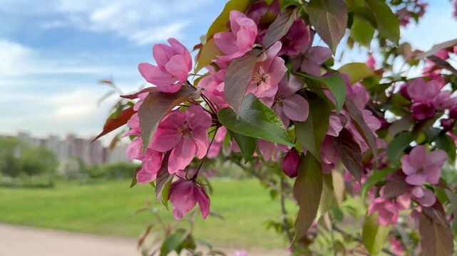 Delicate pink blossoms of ornamental apple tree in close up. Soft park landscape with green grass and distant buildings. Spring mood and natural beauty captured in slow motion.