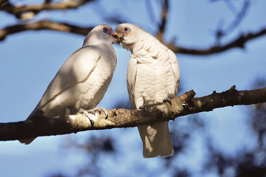 Two Little Corellas kissing and bonding on a tree branch in Centennial Park, Sydney