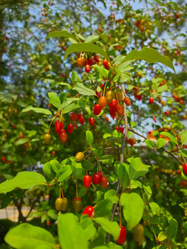 Ripe goumi berries hanging on branches with green leaves, elaeagnus multiflora