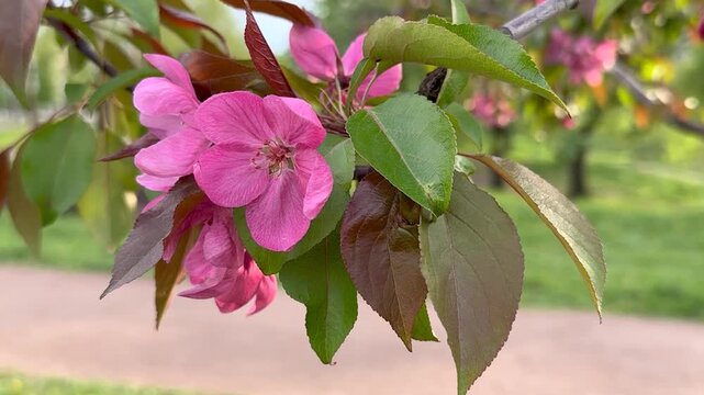 Closeup of vibrant pink blossoms on decorative apple tree branch. Delicate petals and fresh leaves. Spring atmosphere and natural elegance in fine detail. Slow motion footage.