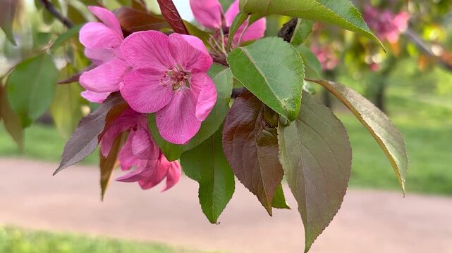 Close up of vibrant pink blossoms on decorative apple tree branch. Soft blurred background with person riding scooter. Spring atmosphere and dynamic urban nature contrast slow motion footage.