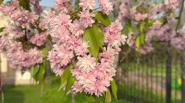 Close-up of delicate pink cherry blossoms on a branch. Lush clusters of petals with vibrant green leaves. Serene garden scene with soft focus background 4K footage.