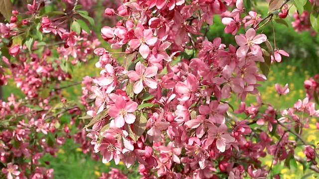Clusters of vibrant pink blossoms adorn branches of decorative apple tree. Delicate petals contrast with fresh foliage. Soft focus background highlights springtime atmosphere. Slow motion footage.